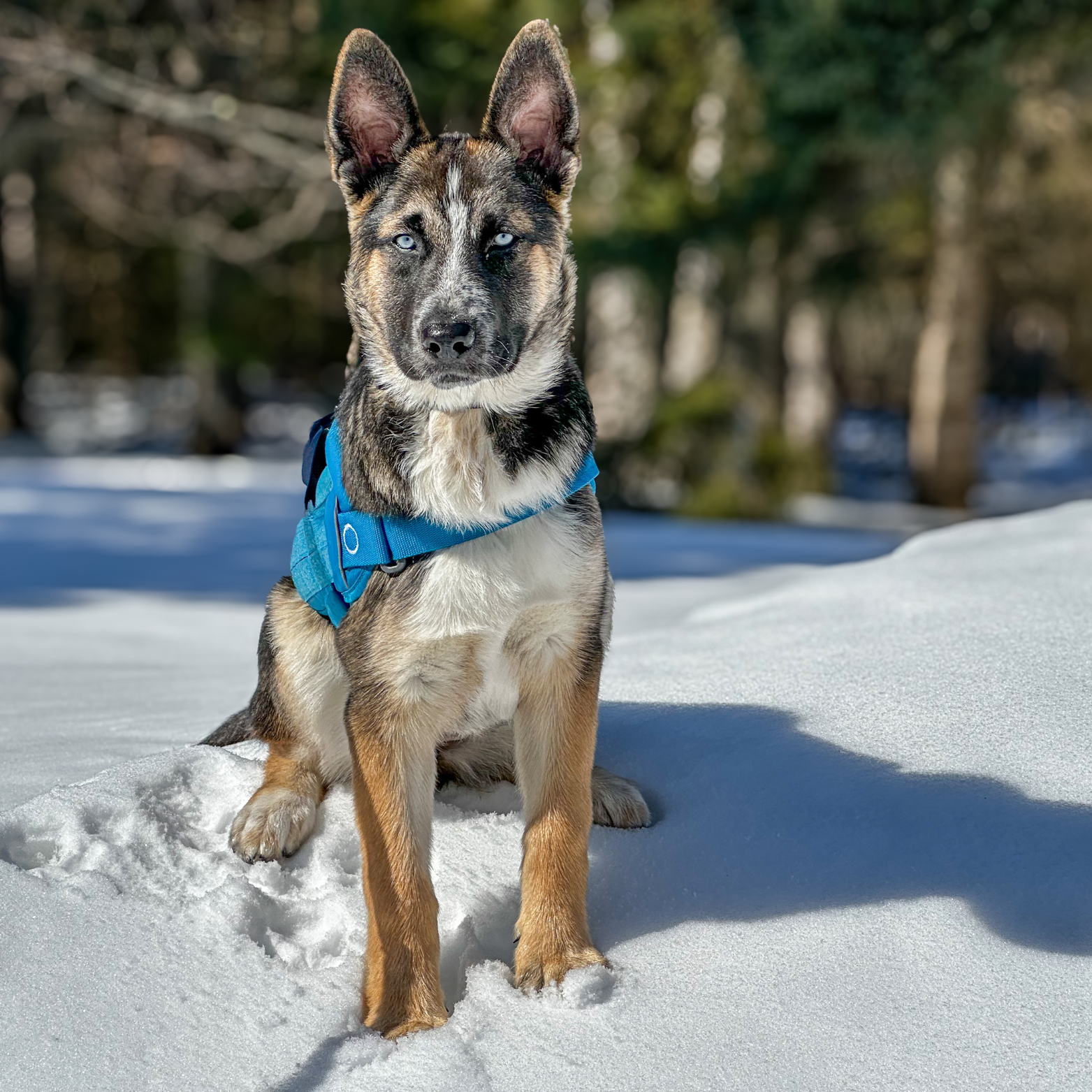 Photographie canine Photographie canine