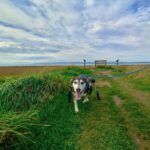 Chien courant dans un fauteuil roulant