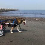 Fauteuil roulant Kira pap