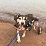 Fauteuil roulant Kira plage