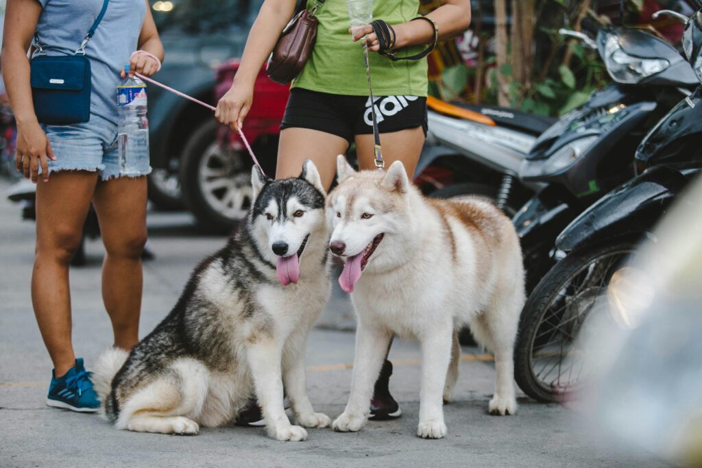 Éducation canine à domicile, marche en laisse.