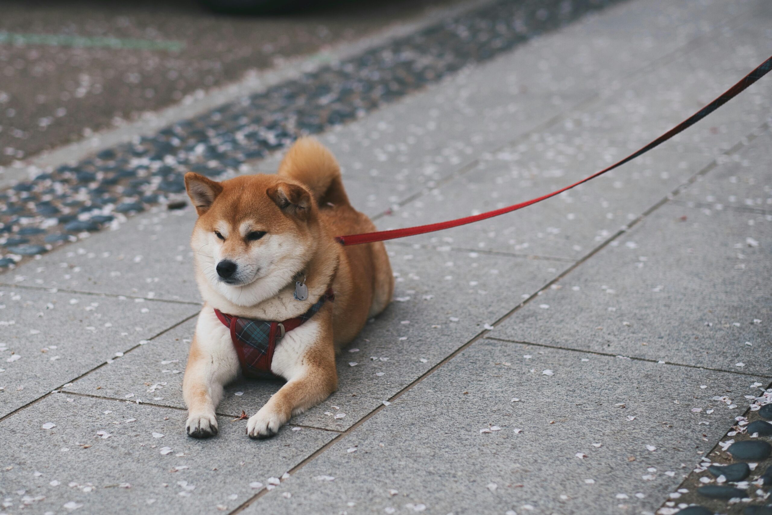 Éducation canine à domicile