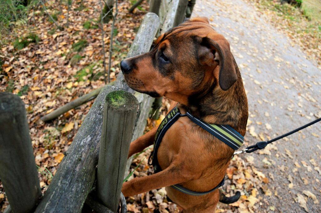 pexels-photo-619872-619872 A brown dog on a leash leaning on a wooden fence in an autumn park filled with fallen leaves.