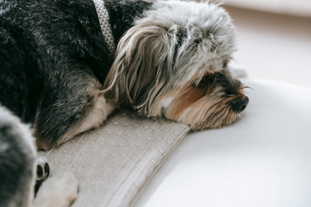 pexels-photo-7282333-7282333 A cute Yorkshire Terrier peacefully resting indoors, embodying calmness and comfort.