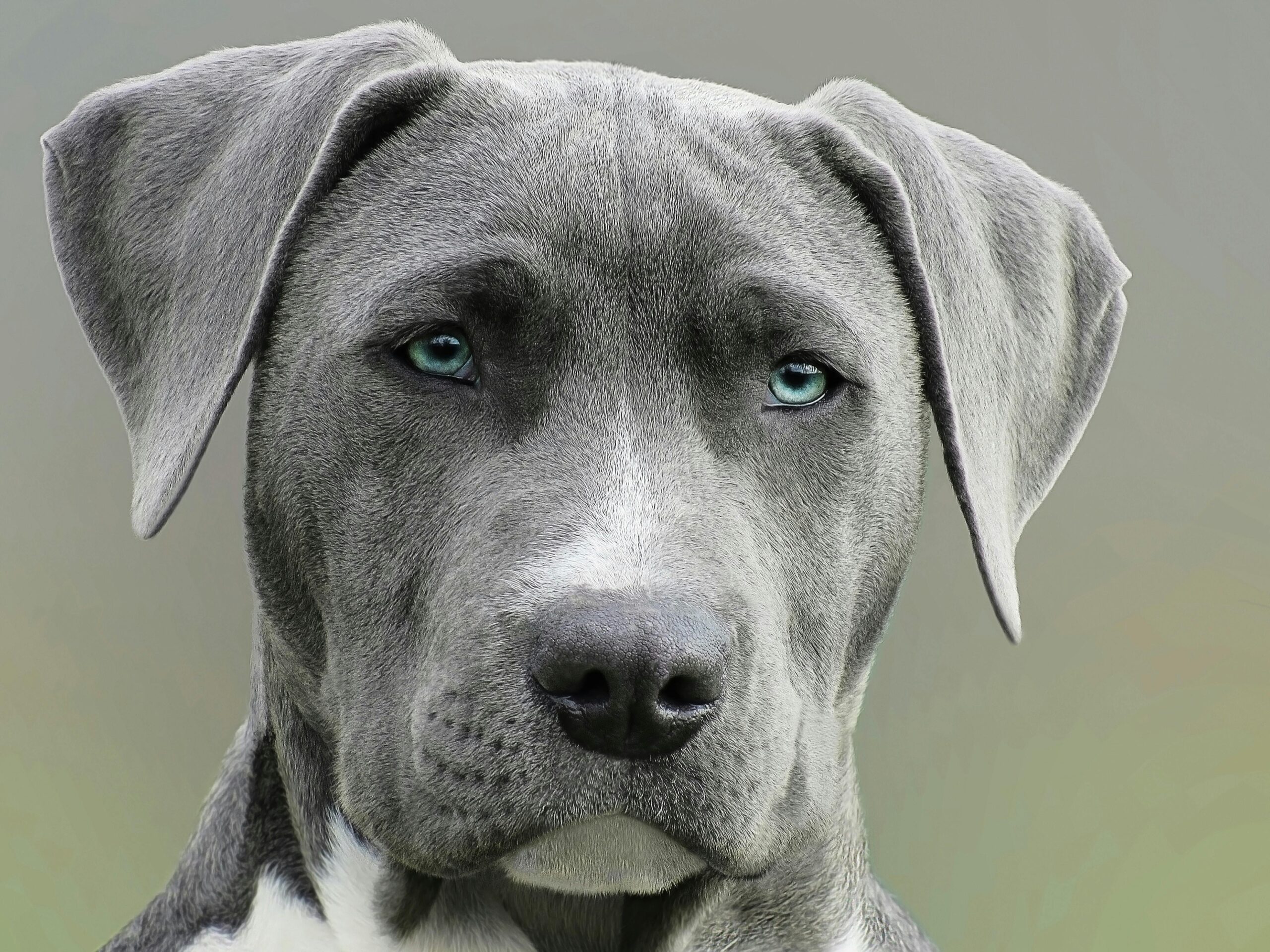 Chien gris aux yeux bleus