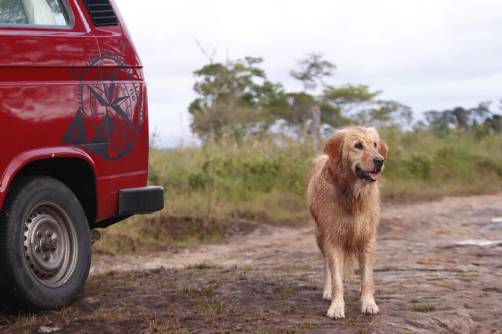 golden retriever, pet, dog, outdoors, puppy, travel, adventure, van, van life, animal, kombi, nature, trip