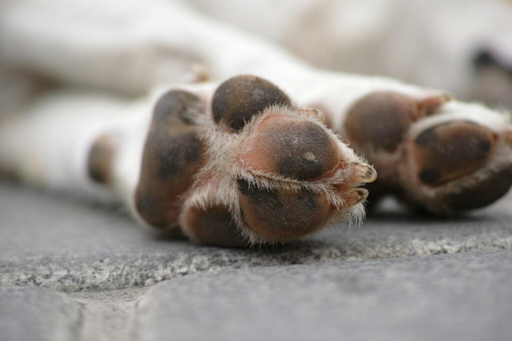 pexels-photo-1438798-1438798 Detailed close-up of a sleeping dog's paws, showcasing texture and fur.