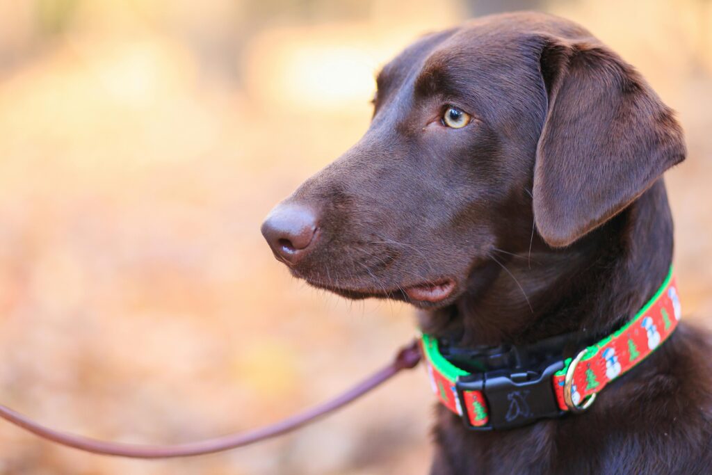 pexels-photo-1582825-1582825 A chocolate Labrador retriever with a colorful collar enjoys a sunny day outside.