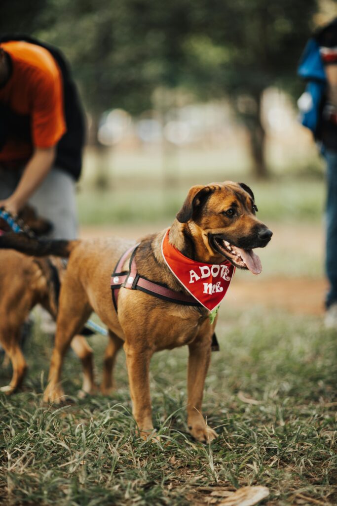 pexels-photo-16652375-16652375 Friendly dog with adoption bandana standing in park, ideal for pet adoption themes.