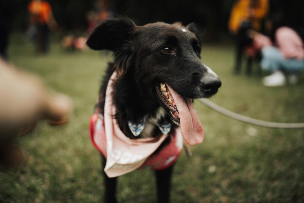pexels-photo-16652422-16652422 Cute black dog with a bandana and tongue out enjoying a day at the park.