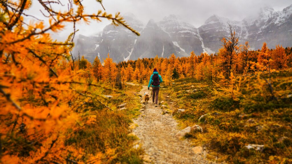 pexels-photo-3225479-3225479 A person walking a dog along a scenic trail framed by golden larches in the Canadian Rockies.
