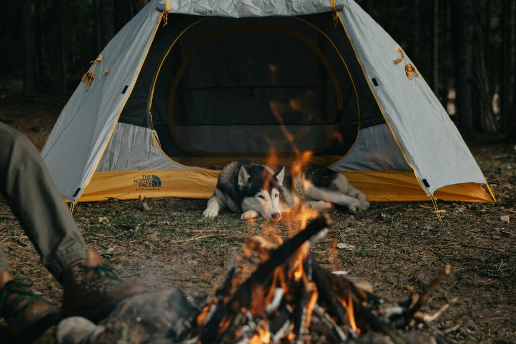A peaceful campsite with a dog lying by the fire against a forest backdrop.