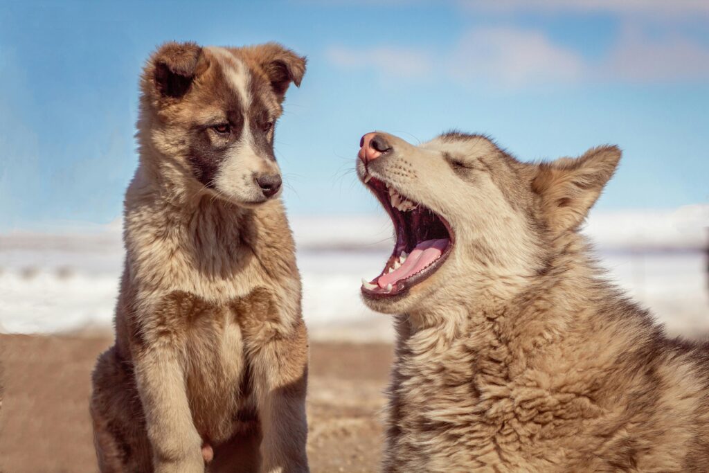 pexels-photo-8730617-8730617 Two Greenland dogs enjoying a sunny day, one yawning playfully. Cute and candid moment.