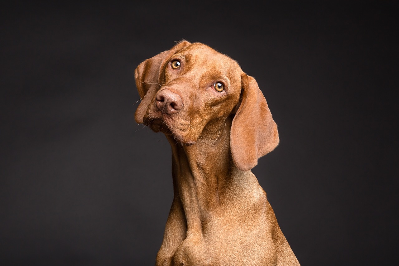 dog, pet, canine, animal, fur, snout, ears, mammal, dog portrait, nature, animal world