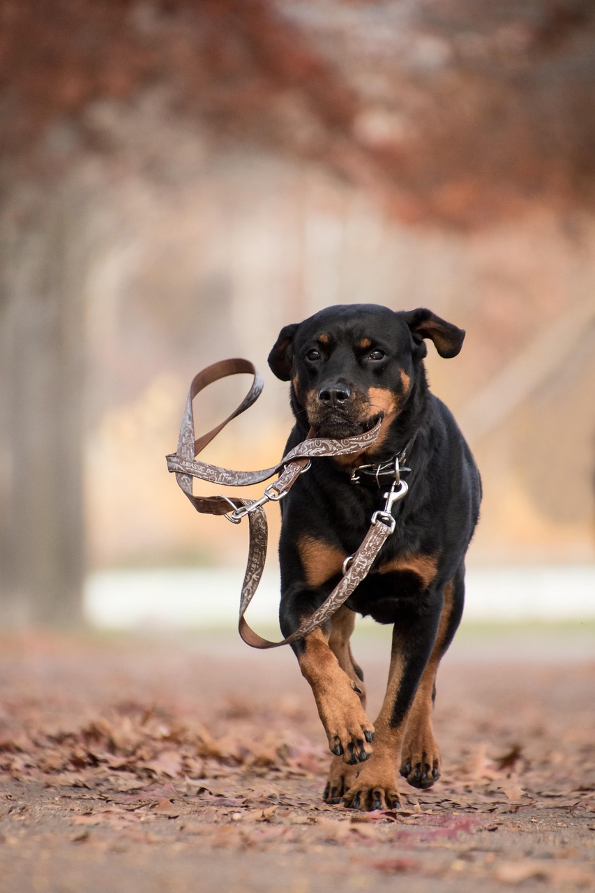 rottweiler, dog, running, mammal, nature, animal, autumn, leaves, brown, play, leash, run, running dog, playful, playful dog, pet, canine, portrait, dog portrait