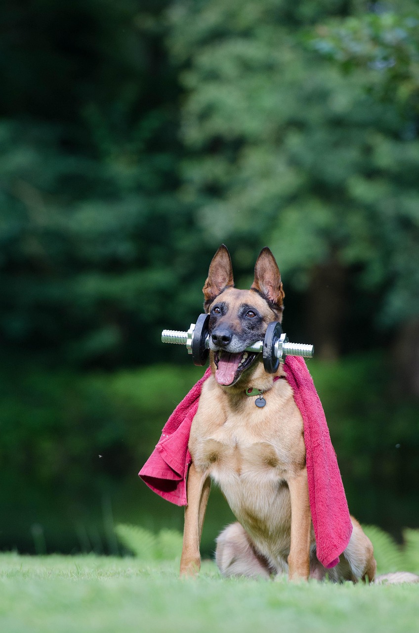 trick, dog trick, malinois, dog shows trick, dog tricks, belgian shepherd dog, fitness, trick, trick, trick, dog trick, dog trick, dog trick, dog trick, dog trick, malinois, malinois, dog tricks, dog tricks, dog tricks, dog tricks, dog tricks, fitness, fitness, fitness, fitness, fitness