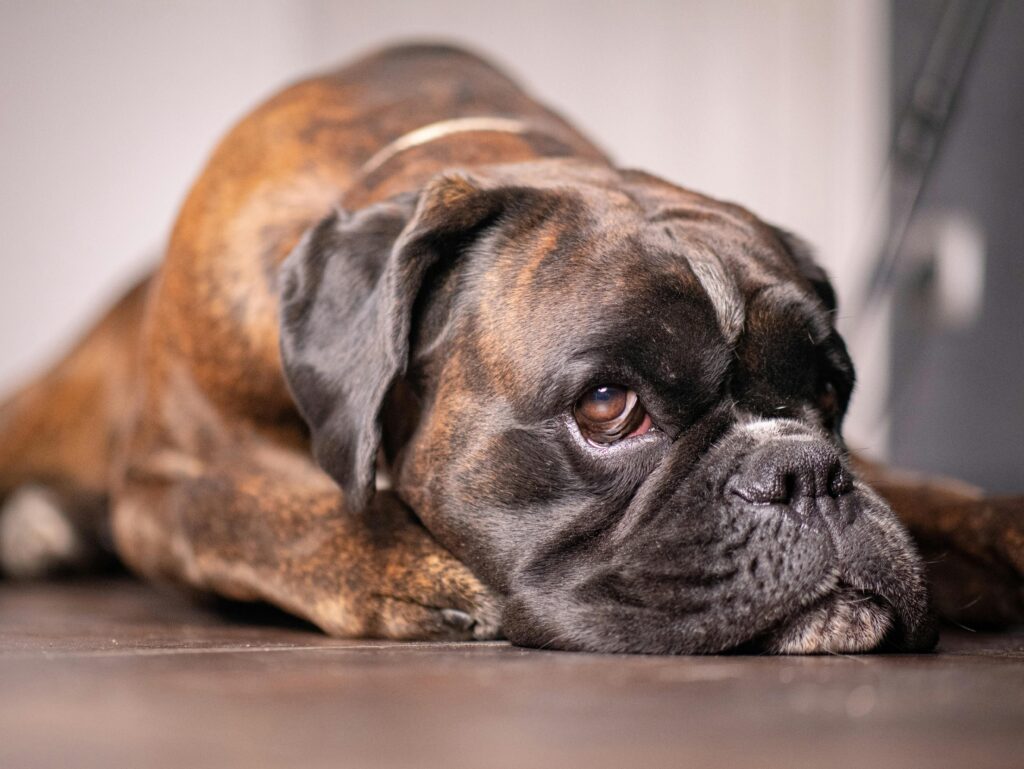 pexels-photo-32371133-32371133 A detailed close-up of a Boxer dog resting on the floor indoors, expressing a tender and relaxed mood.