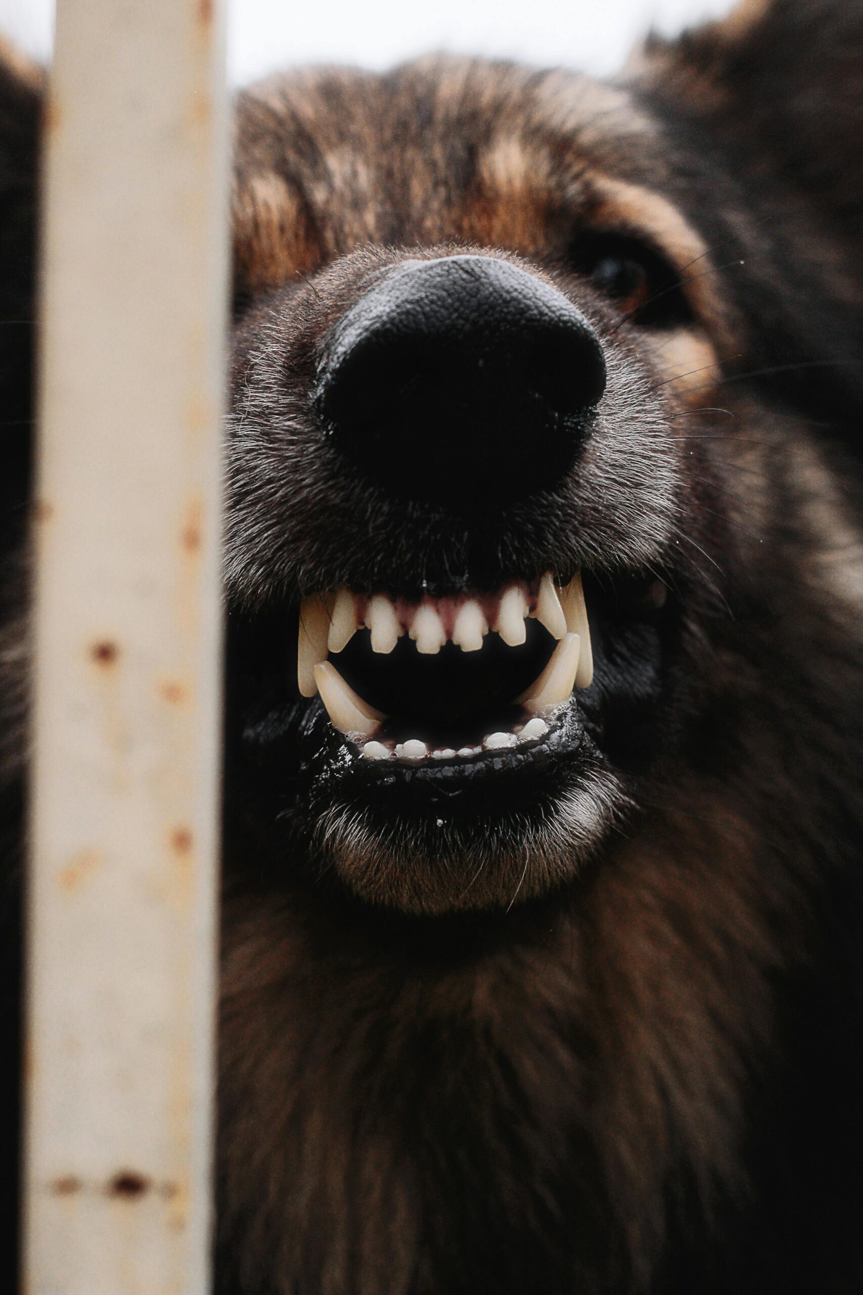 A dog showing its teeth aggressively behind a rusty fence post in a close-up shot.
