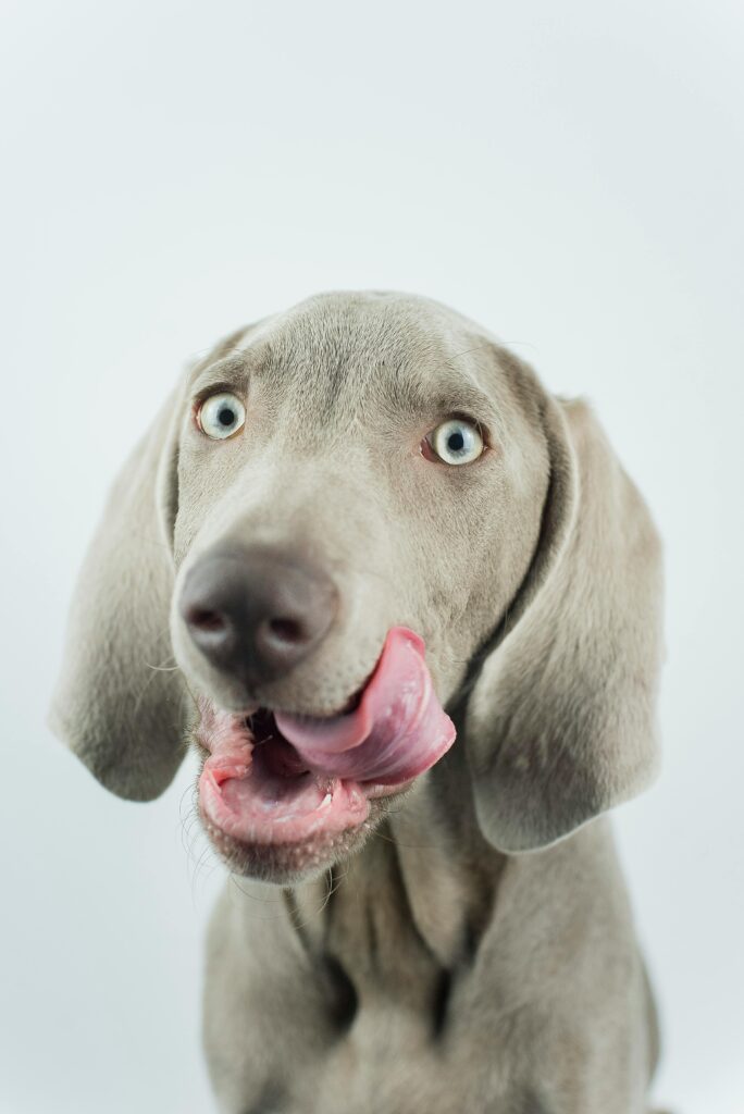 pexels-photo-14730791-14730791 Adorable Weimaraner dog licking its lips in a playful close-up portrait.