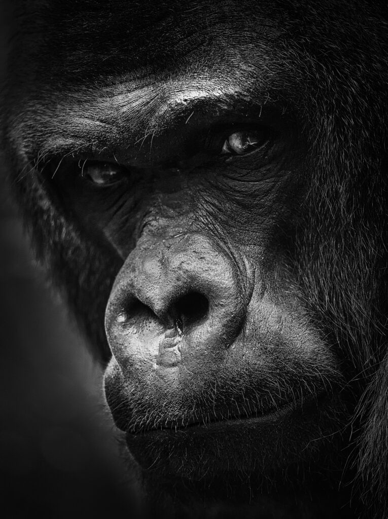 pexels-photo-19679334-19679334 Close-up black and white portrait of a majestic gorilla showcasing intricate facial details.