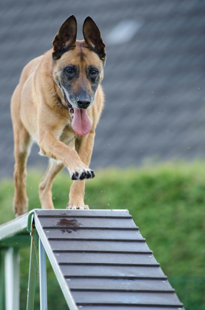 pexels-photo-260440-260440 Brown dog enthusiastically performing agility training on a ramp outdoors in summer.
