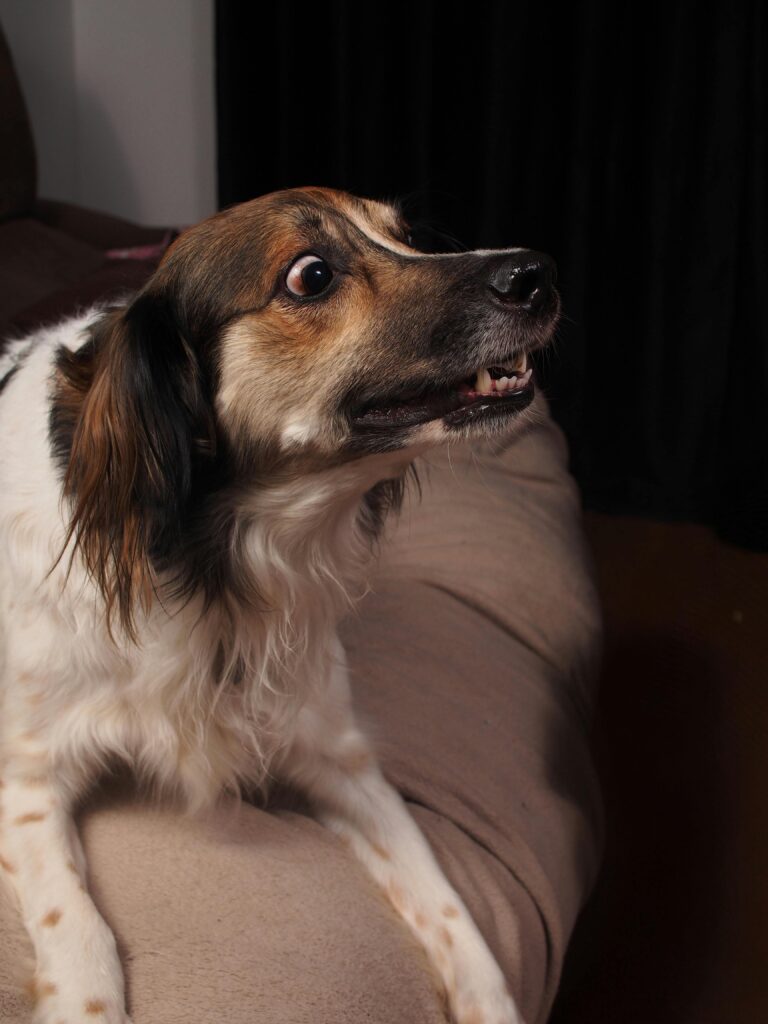 pexels-photo-32710702-32710702 Close-up of an alert dog with a curious expression sitting indoors on a couch.