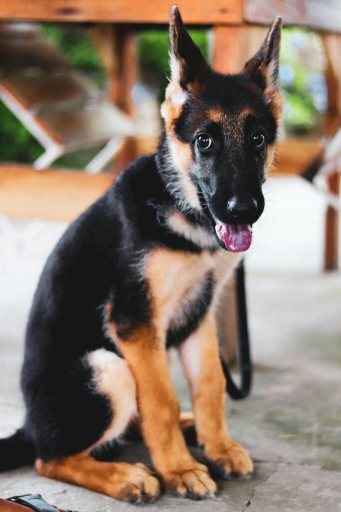 pexels-photo-3709026-3709026-1 Cute German Shepherd puppy with tongue out sitting outdoors showcasing loyalty.