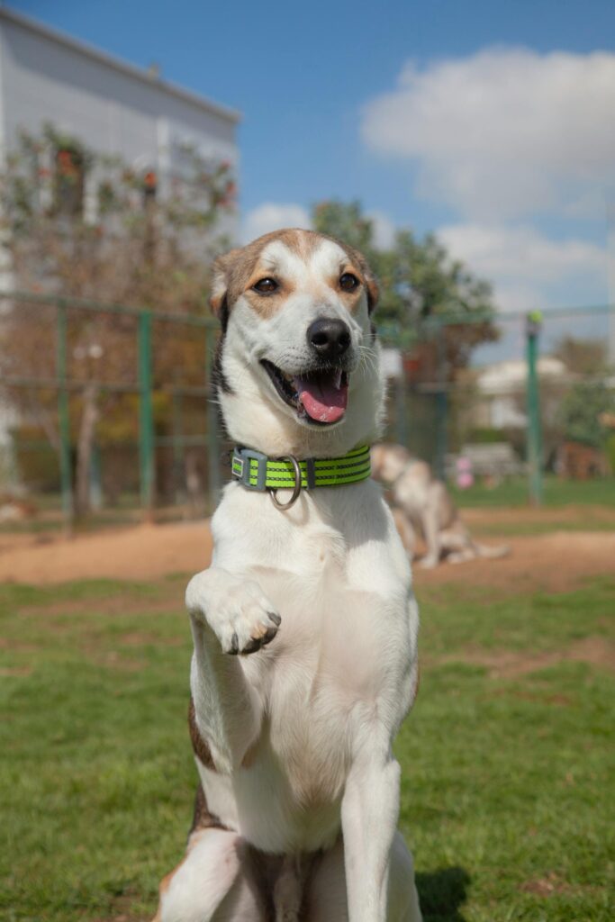 pexels-photo-4727738-4727738 A cheerful dog sitting upright in a sunny park on a clear day.