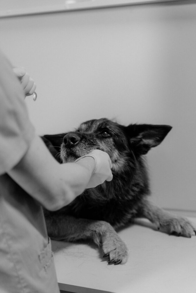 pexels-photo-6234623-6234623 Veterinarian caring for a German Shepherd during a check-up at a clinic.
