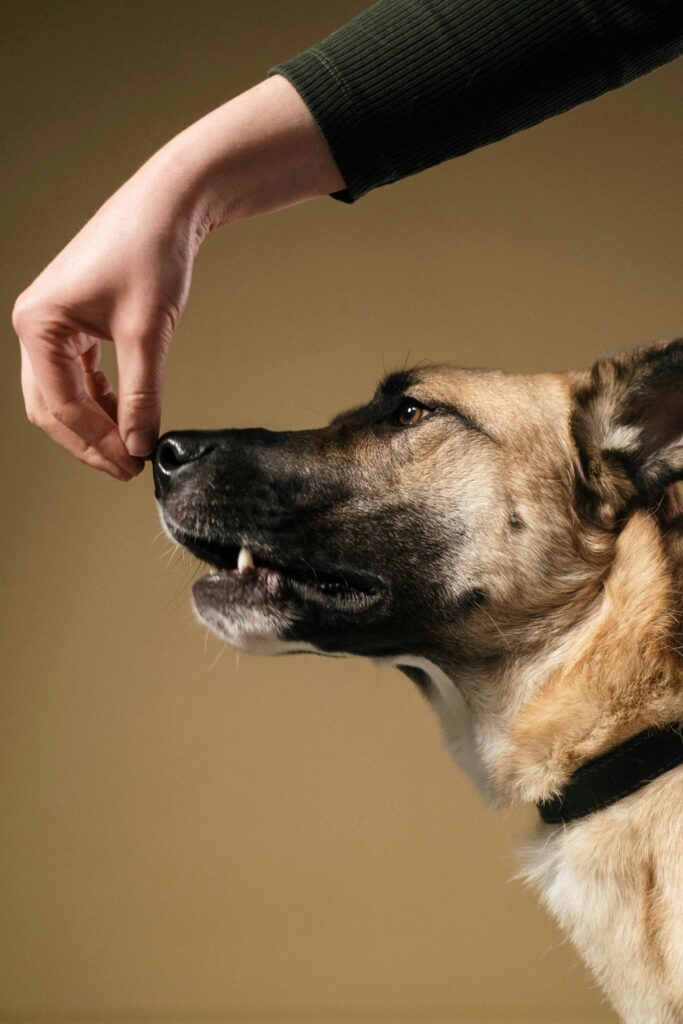 pexels-photo-6568478-6568478 A dog follows a hand gesture during training in a studio setting.