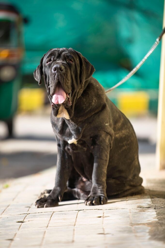 dog, nature, pet, canine, leash, animal, fur, snout, mammal, dog portrait, animal world