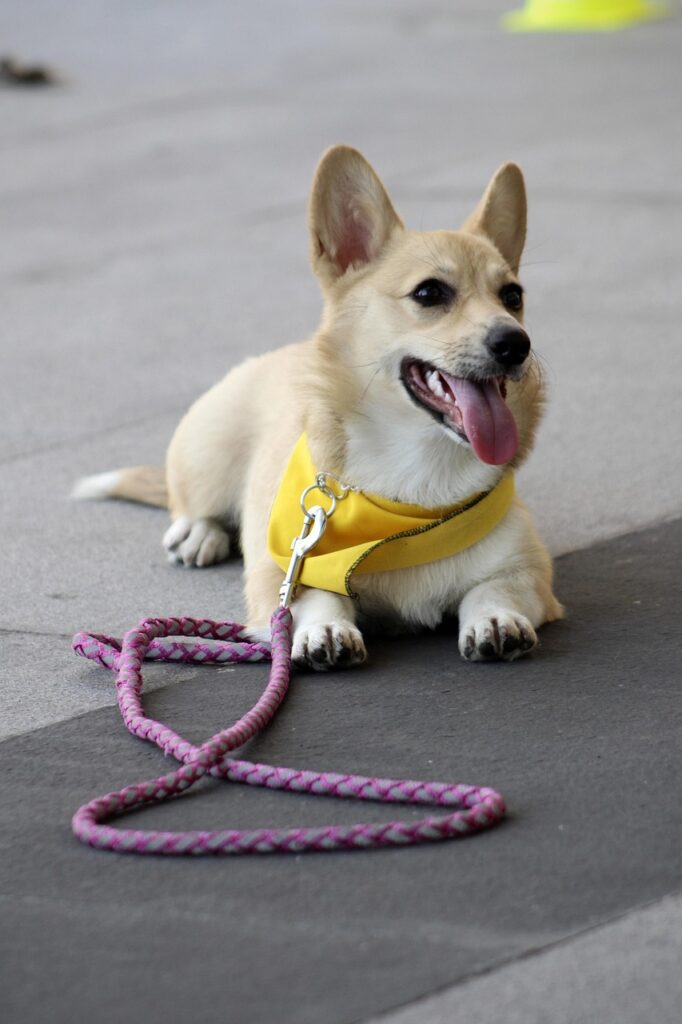 perro, stay, dog command, dog obedience, obedience training, trust, happy dog, calm, dog training, corgi, welsh pembroke corgi