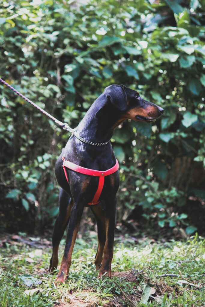 A Doberman dog standing outdoors on a leash in a green environment, showcasing its alert posture.