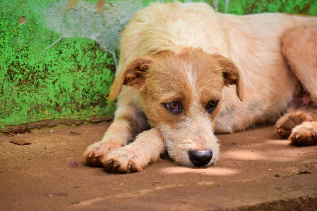 pexels-photo-11616841-11616841 A close-up image of a stray dog lying on the ground with a vibrant green wall background, evoking empathy.