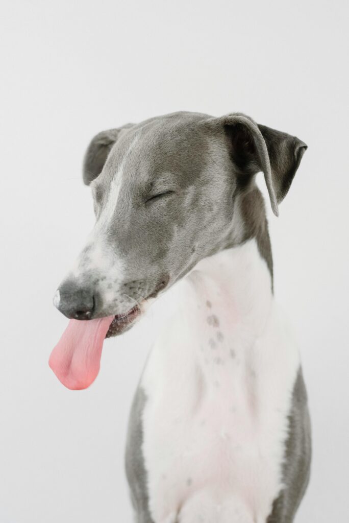 pexels-photo-14653224-14653224 Cute greyhound with eyes closed and tongue out on a gray background in studio.