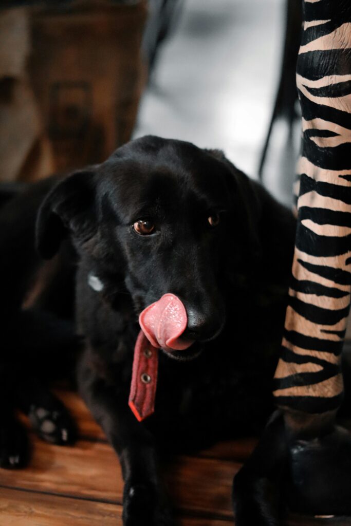 pexels-photo-14918473-14918473 A black dog with a red collar playfully licking its nose next to a zebra-patterned object.