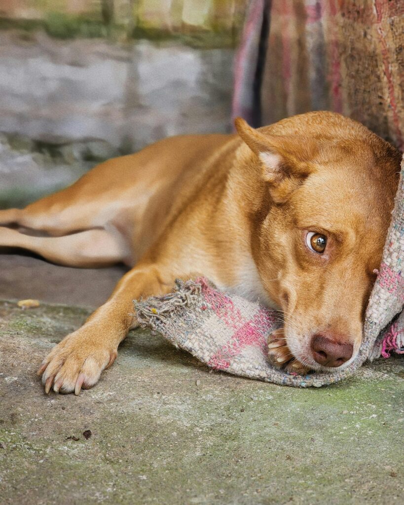 pexels-photo-15909548-15909548 Brown dog lying on a blanket with a thoughtful expression in a rustic setting.