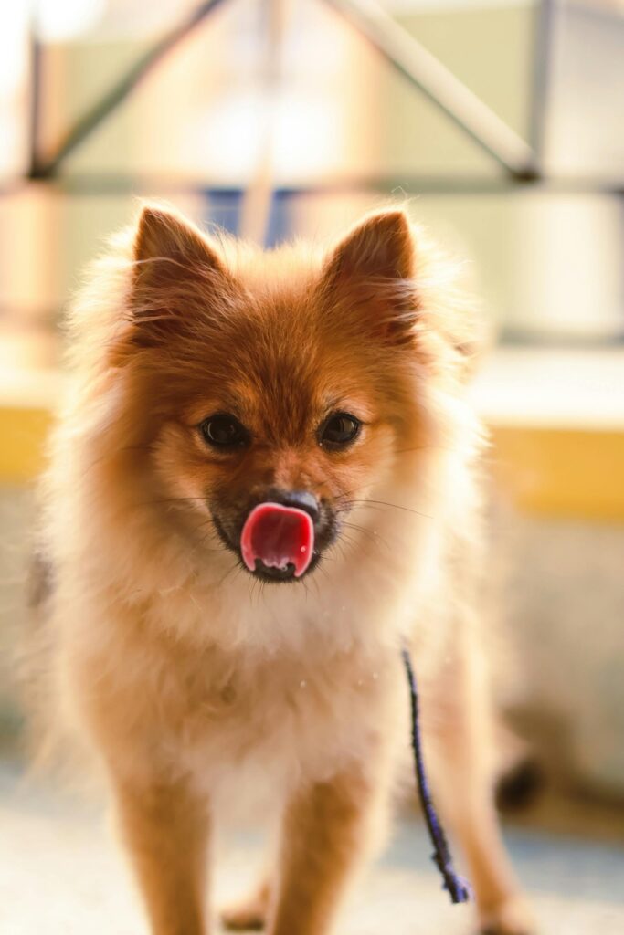 pexels-photo-20561500-20561500 Cute Pomeranian dog with tongue out in close-up portrait, perfect for pet lovers.