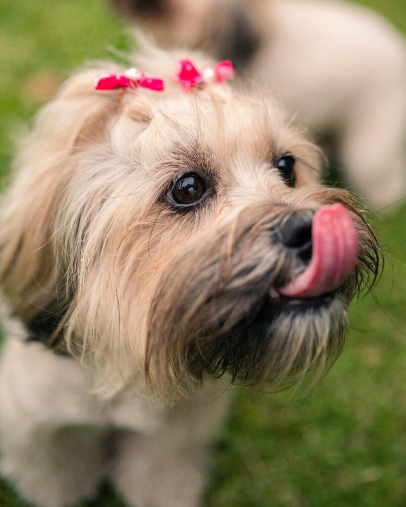pexels-photo-31287361-31287361 Cute dog with a pink bow licking its nose in a sunny outdoor setting.