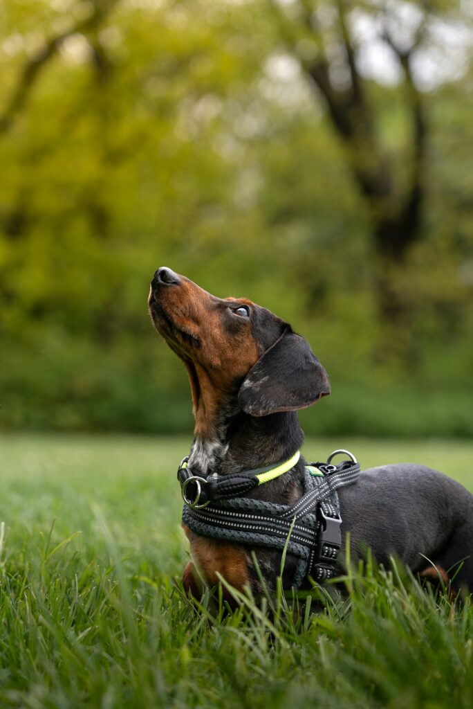 Adorable brown dachshund wearing a harness in a vibrant green park during spring in Wrocław, Poland.