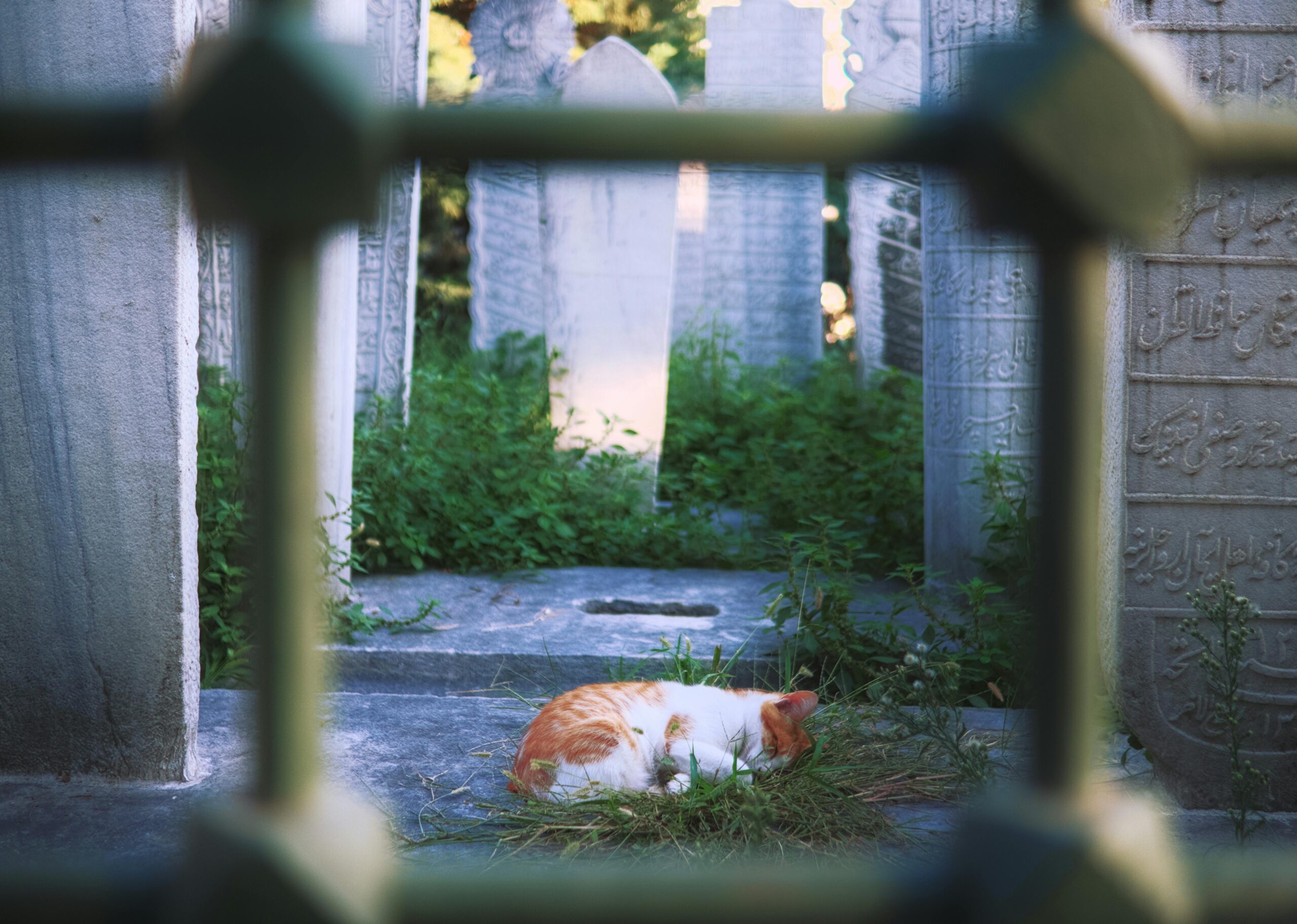 pexels-photo-32033223-32033223 A peaceful tabby cat naps amidst ancient tombstones in a tranquil Istanbul cemetery.