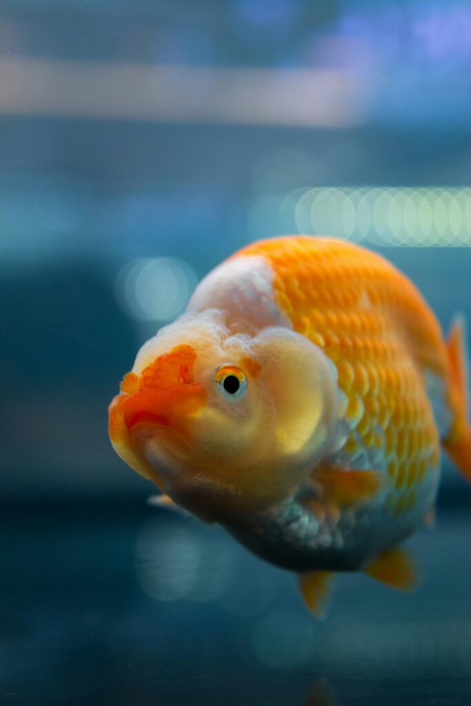 pexels-photo-32236484-32236484 Close-up view of a vibrant orange goldfish swimming gracefully underwater.
