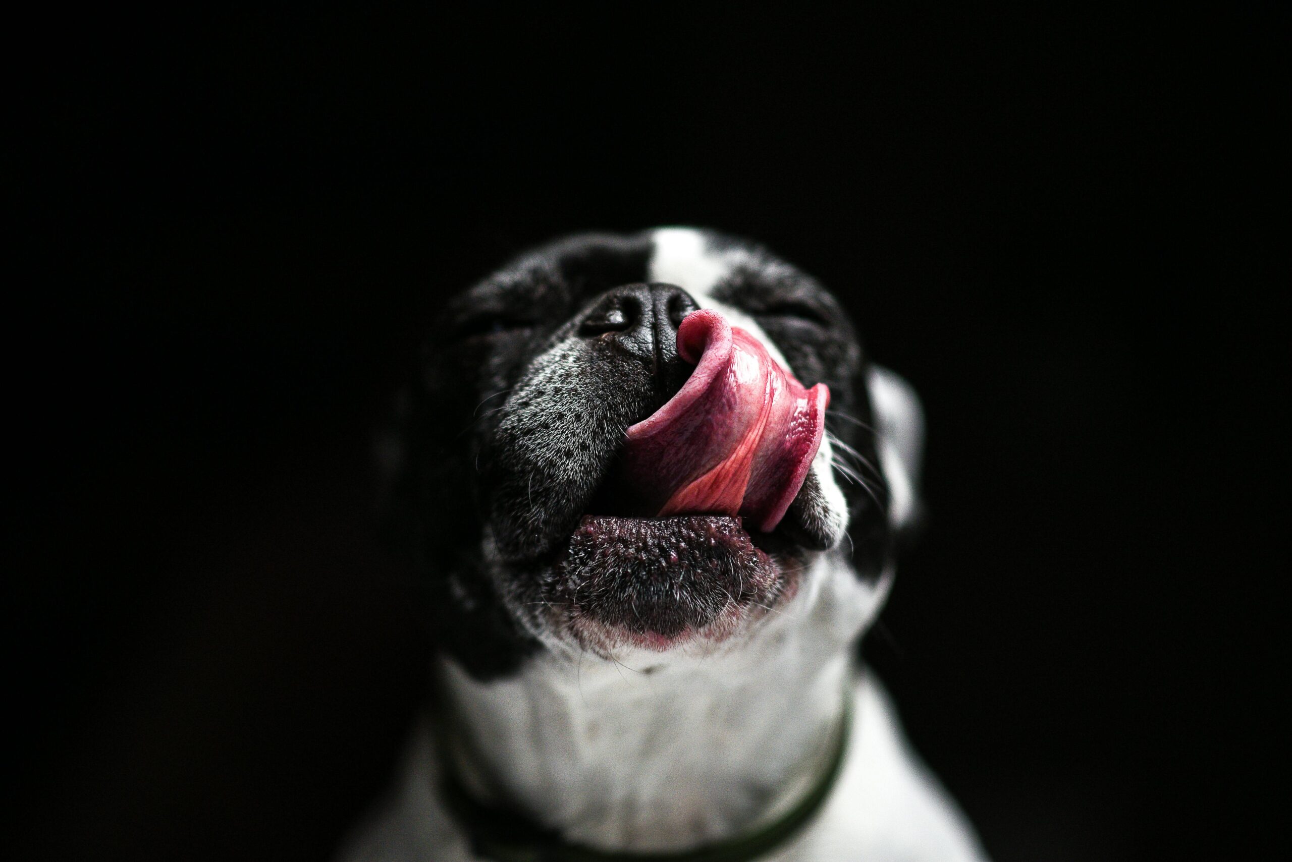 pexels-photo-33041291-33041291 Close-up of a French Bulldog licking its nose against a dark background.