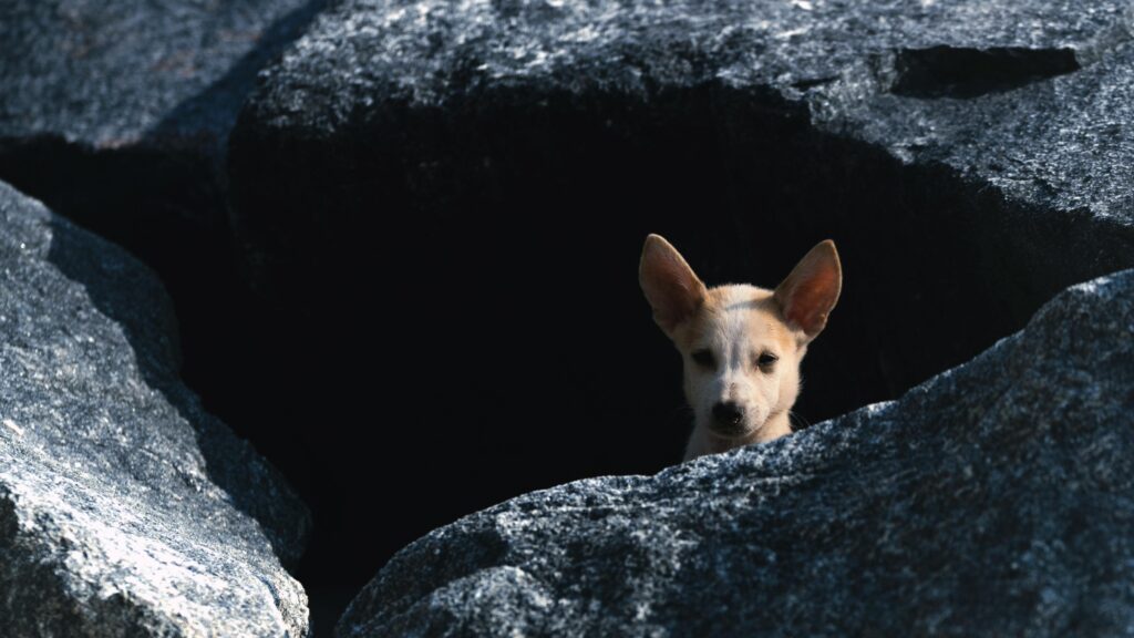 pexels-photo-34059239-34059239 A curious street dog peeks out from rocks in Thiruvananthapuram, Kerala.