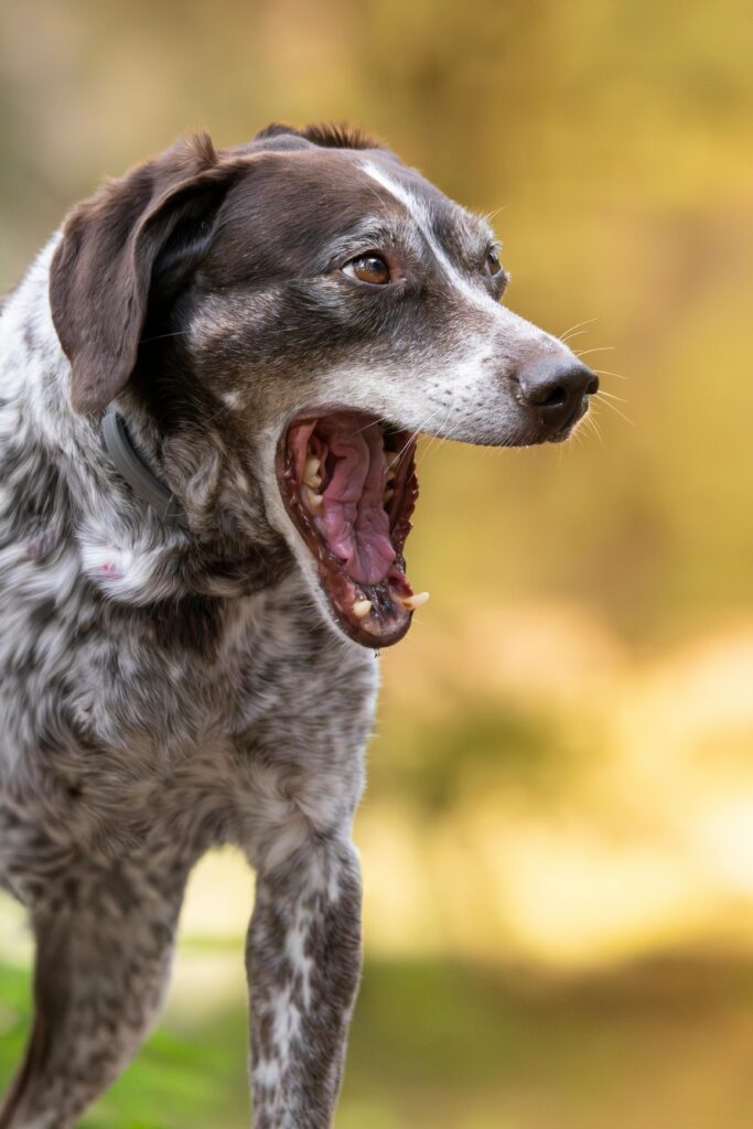 pexels-photo-34066340-34066340 A candid shot of a speckled dog yawning against a warm outdoor background.
