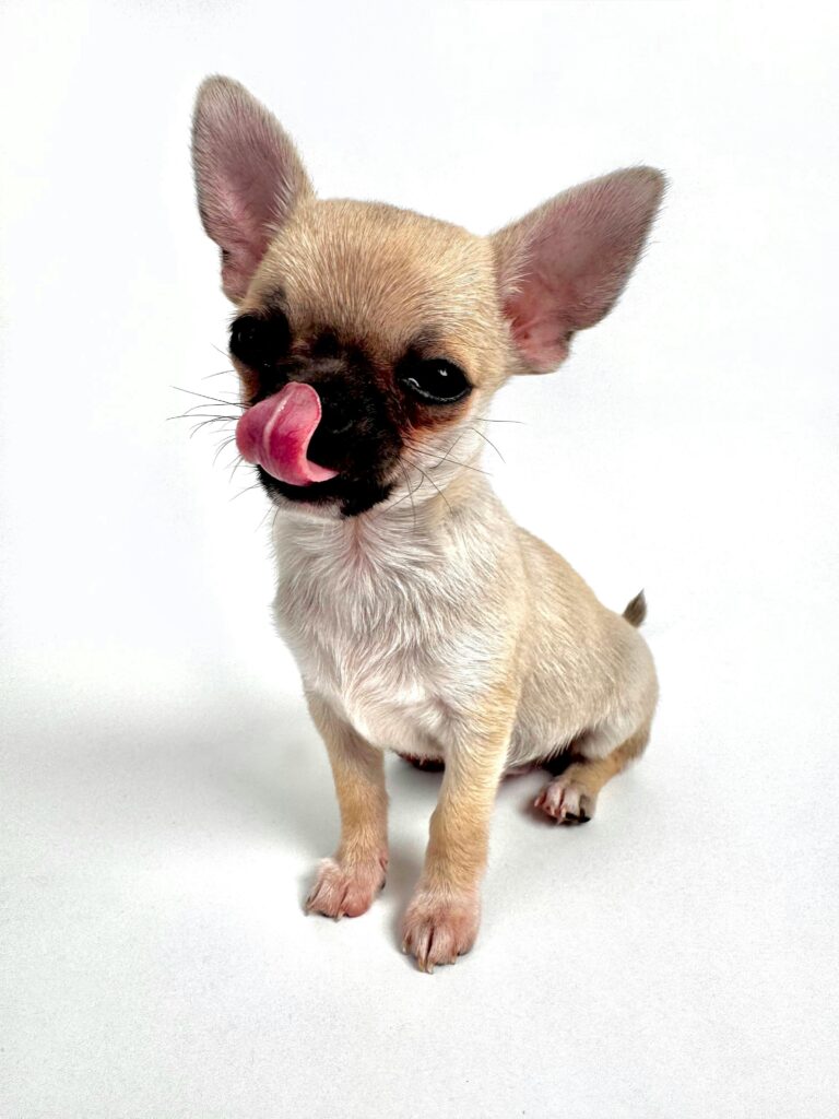 pexels-photo-34490256-34490256 Cute Chihuahua puppy licking its nose, sitting isolated on a white background.