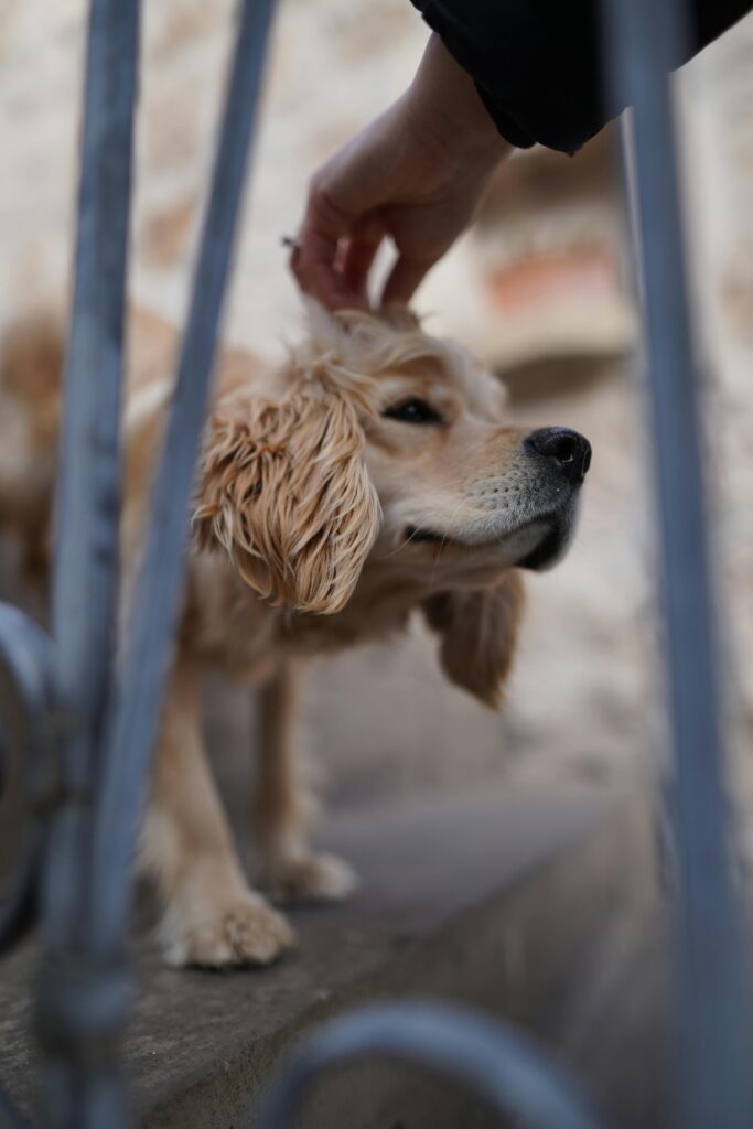 pexels-photo-35101638-35101638 A golden retriever dog being affectionately petted, capturing a tender outdoor moment.