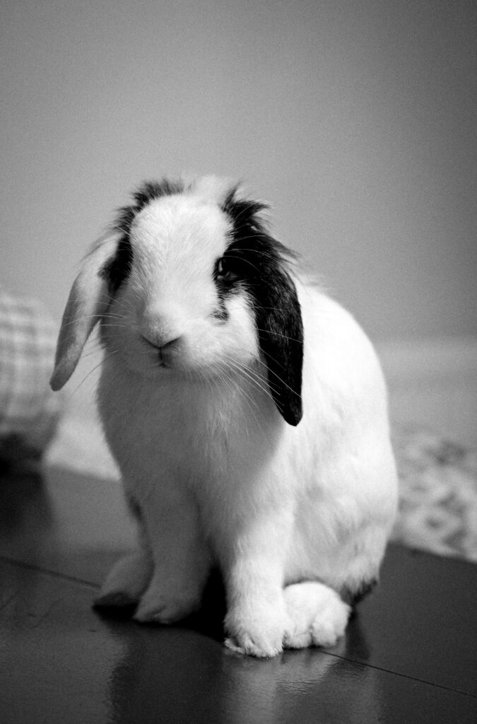 pexels-photo-35891095-35891095 A charming black and white photo showcasing a cute spotty rabbit sitting indoors.