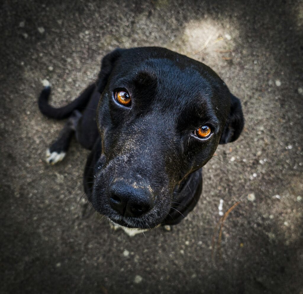 pexels-photo-36511503-36511503 A close-up shot of a black dog looking upwards on a dirt surface, showcasing its expressive eyes and calm demeanor.