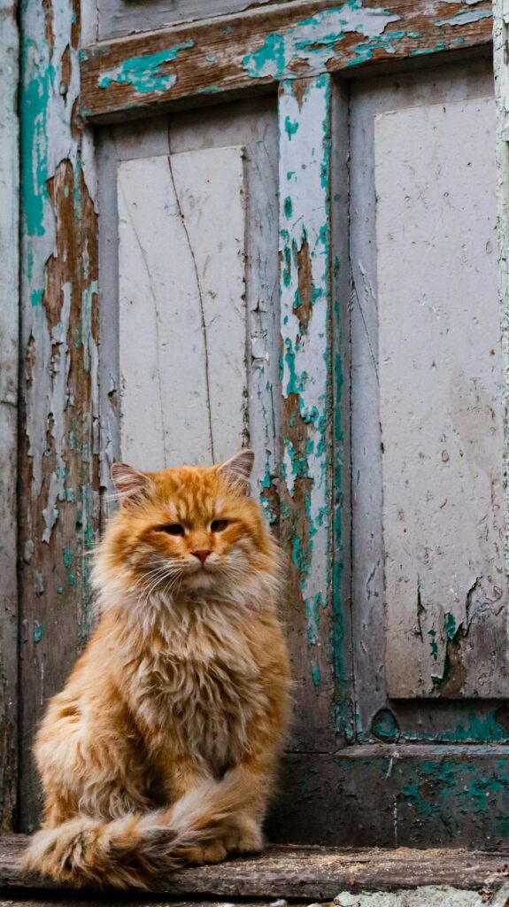 pexels-photo-37077239-37077239 Orange fluffy cat resting outside a worn, peeling wooden door with rustic charm.